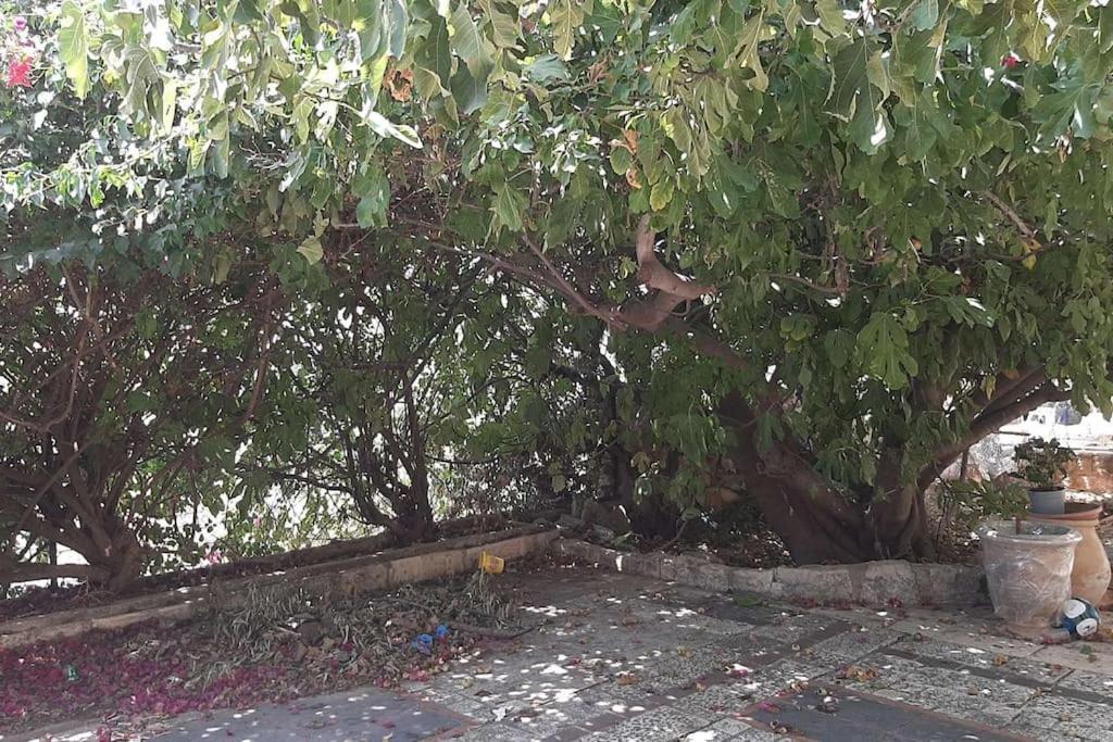 Self-contained Garden With Galilee Sea & Mountains View 2 Apartment Safed